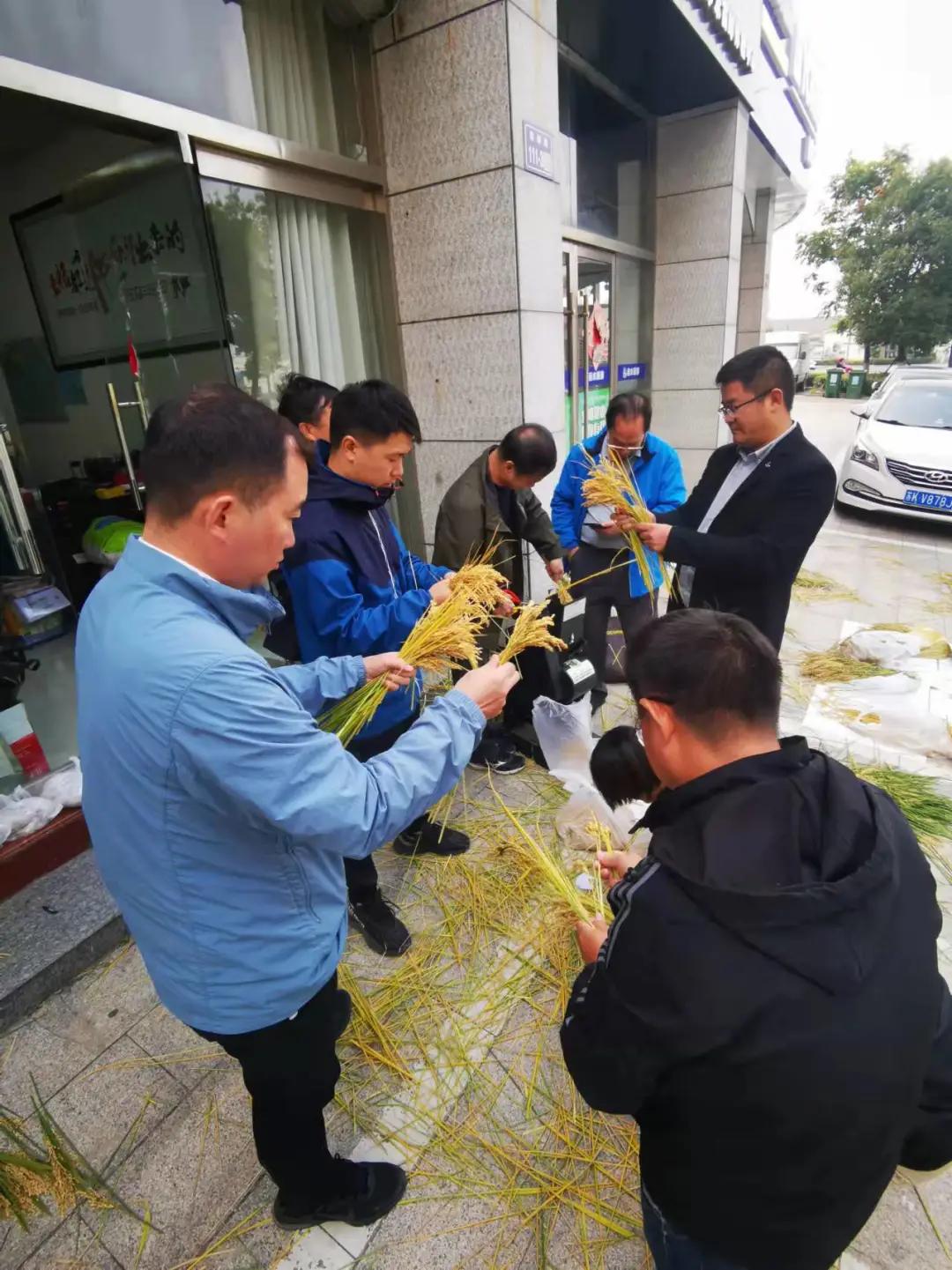中化作物5g水稻 丰收组合让稻麦丰收的组合拳