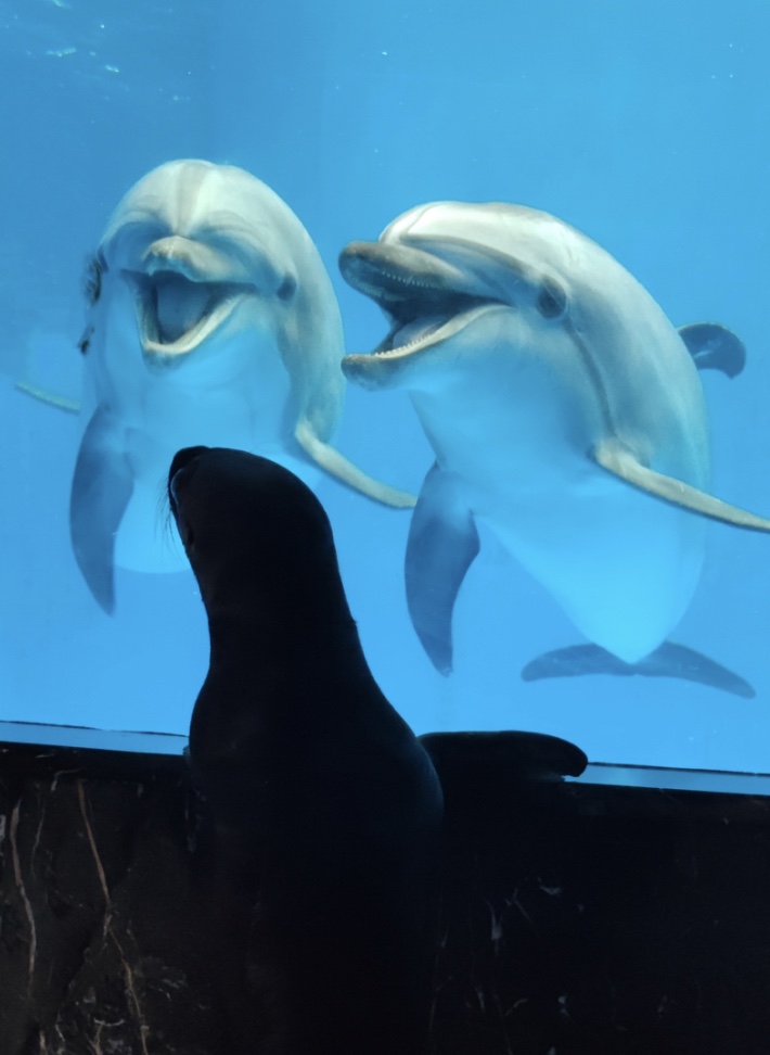 两只海狮宝宝和游人一起晒太阳遛弯,还在饲养员的带领下见到了水母