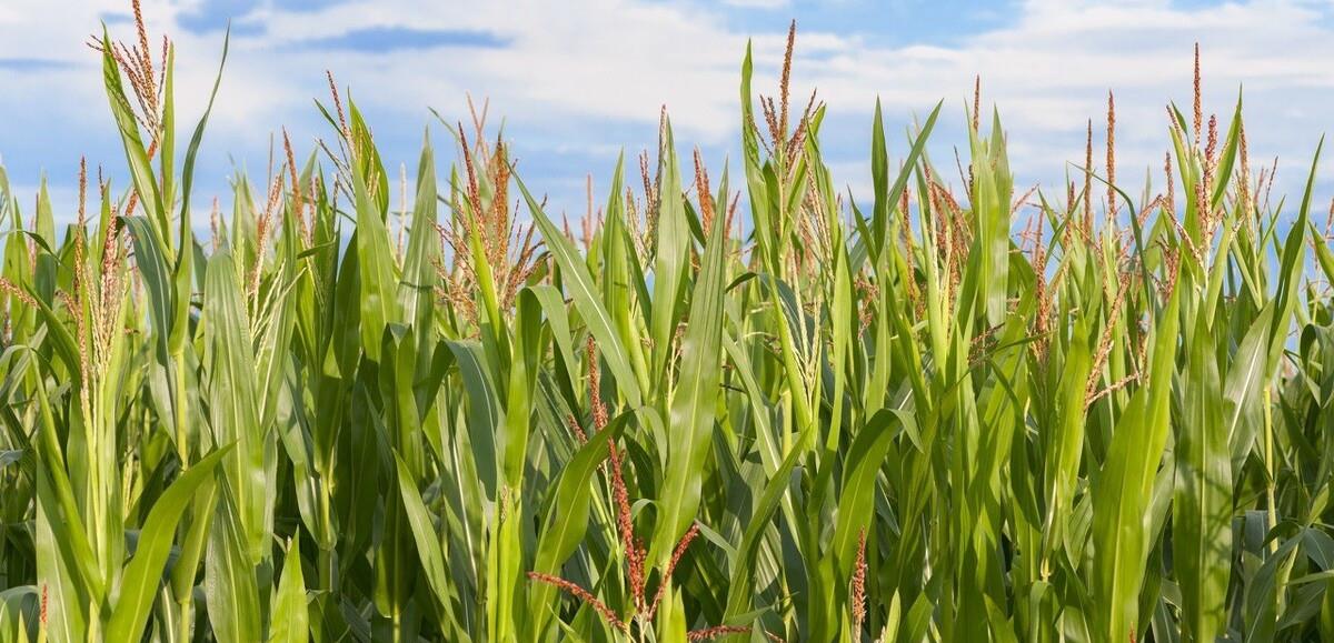 方法|保存玉米很簡單，教你正確方法，玉米久放依舊新鮮，味道好吃如初