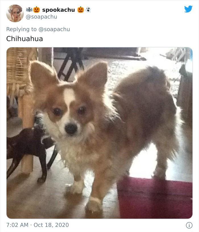 公车柯基超强短腿基因惹上就逃不掉，连獒犬都变低底盘公车