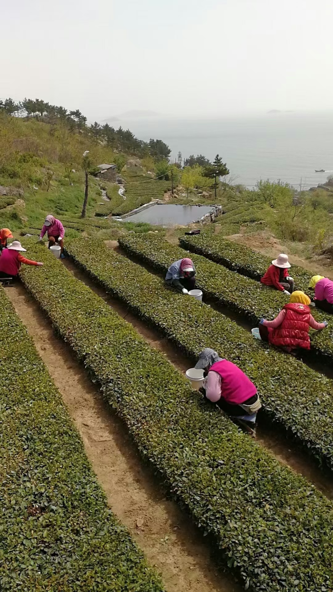 找对途径才是选购正宗崂山茶的关键!_茶叶
