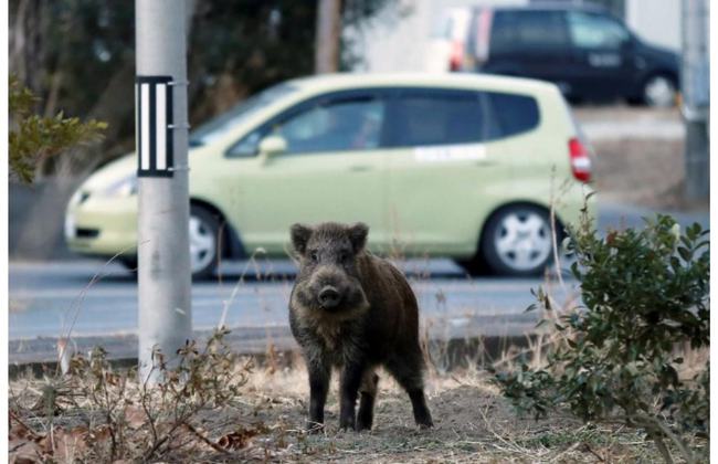 撞死保护动物要担责吗?南京车主撞上野猪,若撞死了野猪肉归谁?_食用