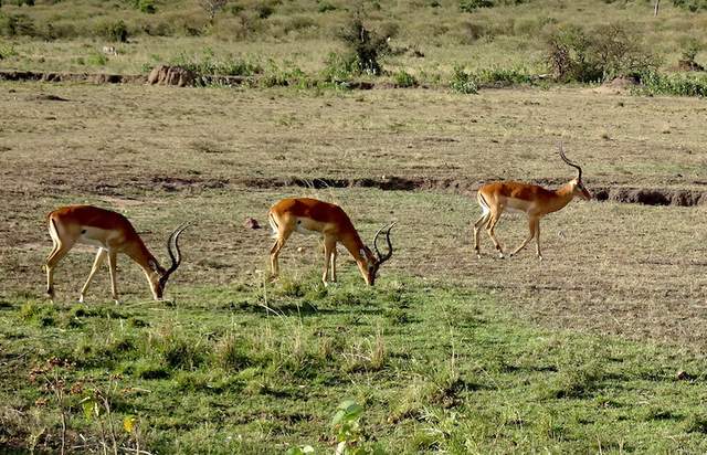 肯尼亚Safari精选 拍摄于2021年11月