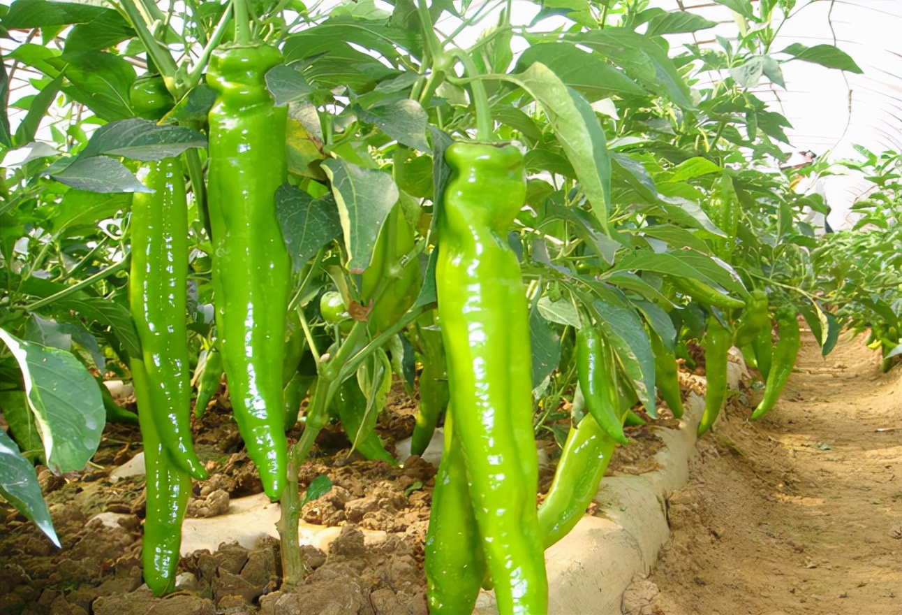 早春大棚辣椒定植后,做好3项管理工作,提高产量_花后