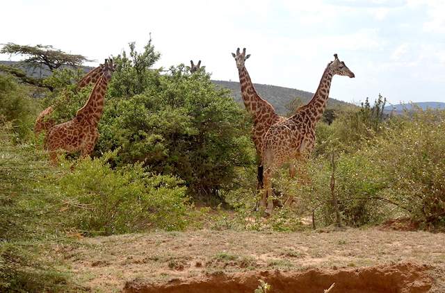 肯尼亚Safari精选