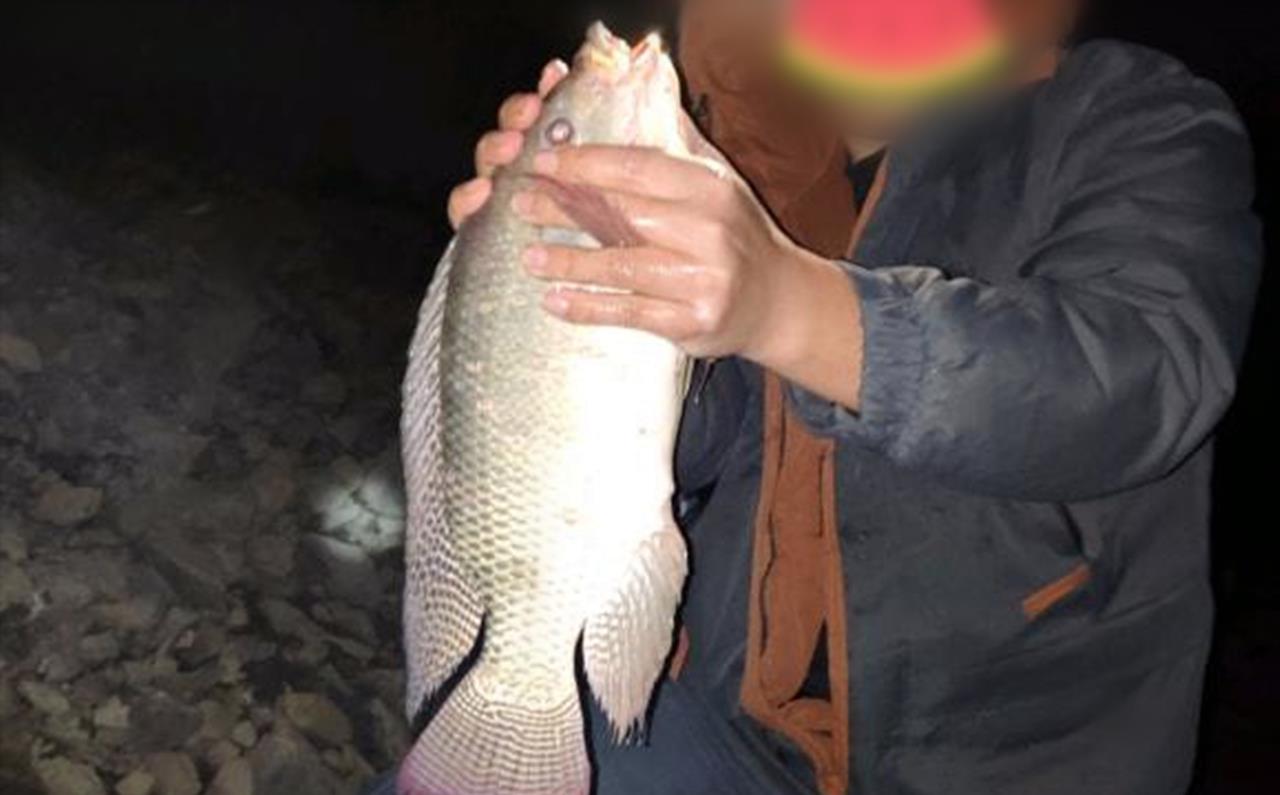 原创“罗非鱼王”！广东一男子夜钓收获巨型非洲鲫鱼，网友：真的吗？
