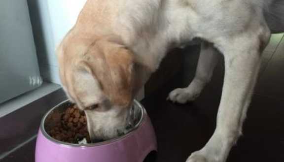 怎么看小狗狗有没有感冒 36b4bbcec5bc42da80ff1a3b1bb1471e.jpeg