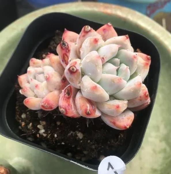 11月养盆多肉西施叶片粉嫩惹人爱养成群生肉墩子真美