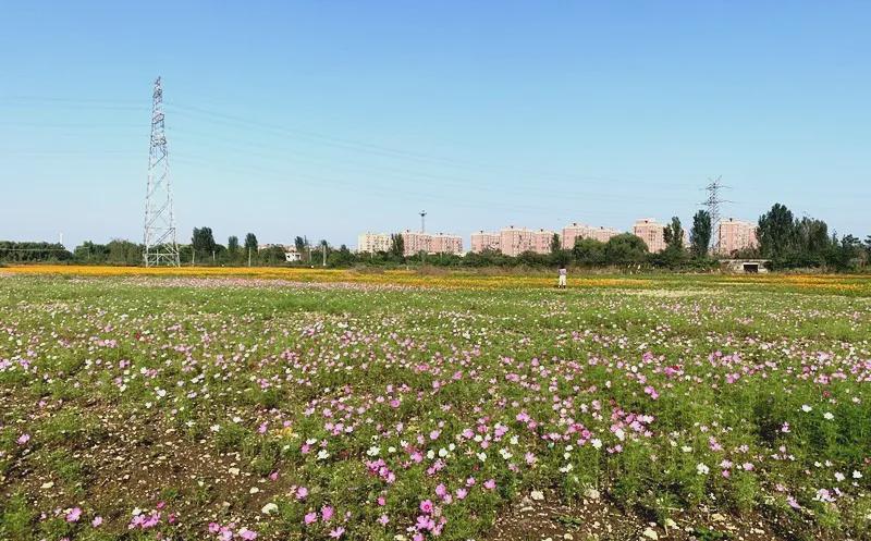 龙吟湖数百亩花海花开正艳