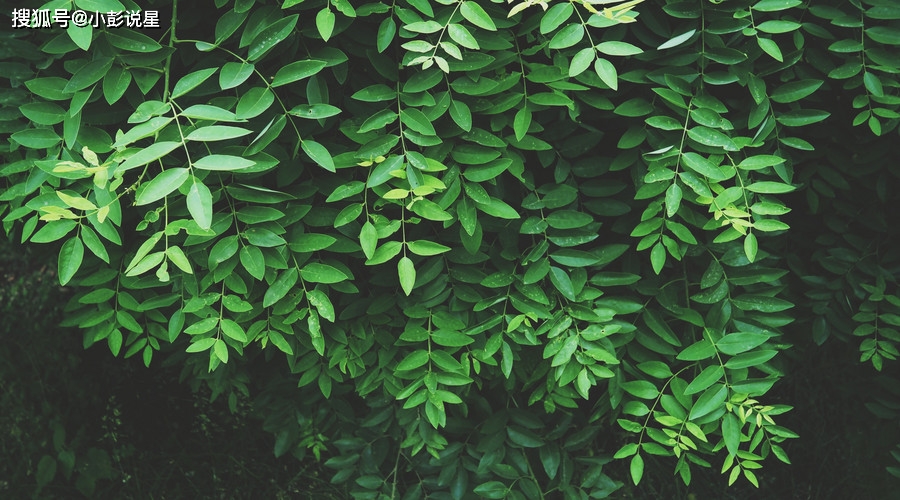 喜上喜 年底財運水漲船高 3大屬相事業順 喜獲大豐收 遊戲x隊長攻略網