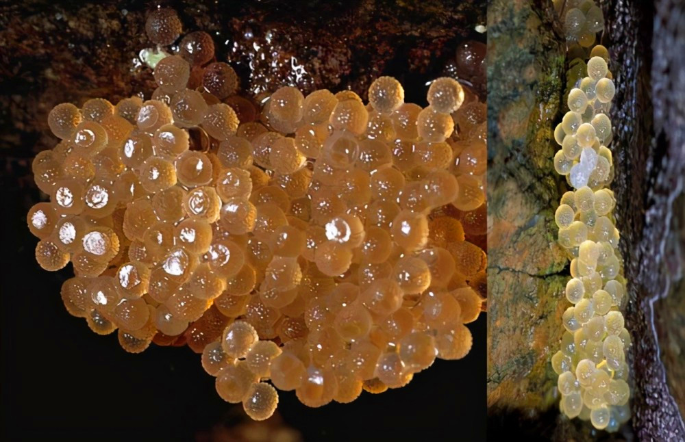 原创翻车鱼一次产卵3亿枚为何是易危生物被海豹啃咬也不会逃跑