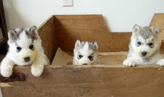 老公|每日一笑:朋友聚餐,谈到老婆这个话题,我实在控制不住自己!