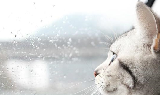 家长|每日一笑:最近减肥,我和男朋友一起吃早餐,习惯性把一半给他!