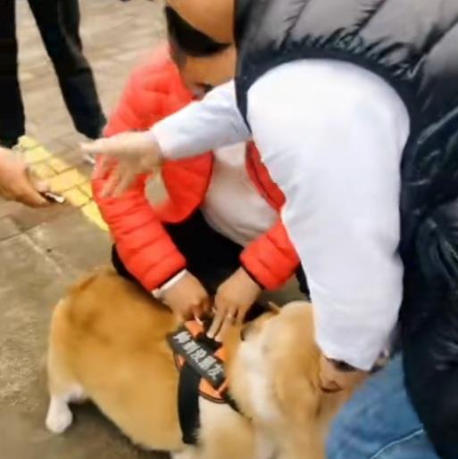 主人江苏两只狗打架，金毛咬住柯基不松口，路人一招显奇效