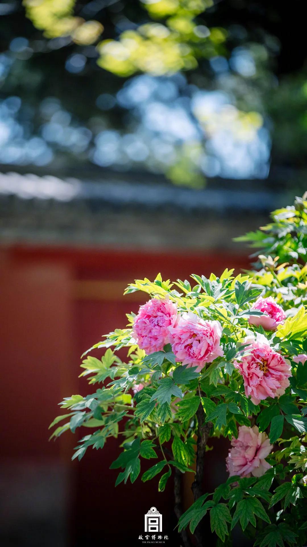 馨香 木棉道 | 牡丹遇上霓裳，绽放一身的馨香