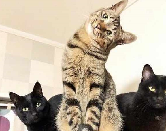 猫咪给猫咪拍照，戏精狸花猫卖萌抢镜，黑喵：认识这二货好丢猫啊！
