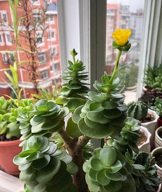 最值得拥有的盆栽多肉植物 花叶俱美 栽培容易 还可做小盆景树 金钱 木质 玫瑰