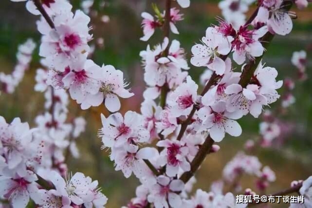 11月26日 12月10日 开辟新财路 机遇不断 一生自会有福气庇佑的4大生肖 事业