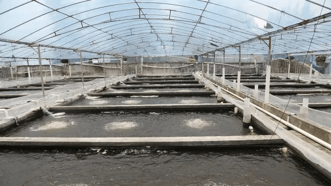 一年之计在于春,但对虾养殖靠冬季,防肝肠孢虫三步走你知道吗?