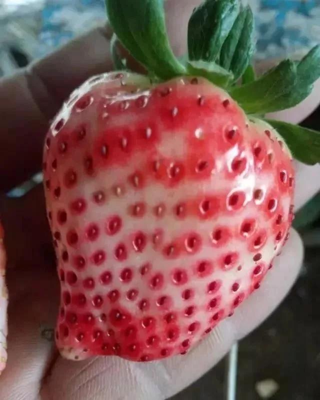 草莓缺钾图片