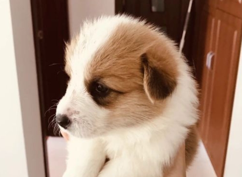 因为柯基犬小的时候太萌了，都忍不住想捏一捏，摸一摸