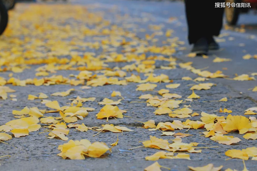 地面上你会听见过往行人踏在息县千佛庵西路的"银杏路"火了猝不及防地
