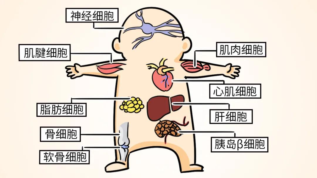 源品公開課揭秘健康新科技——乳牙中的寶藏!