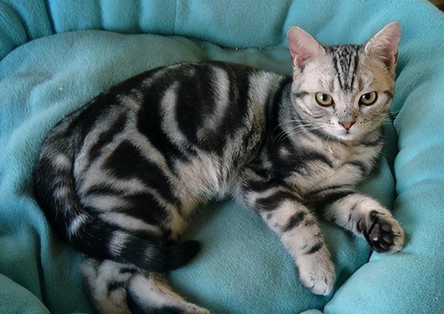 体重常见的6种宠物猫的标准体重，你家猫超重了吗？