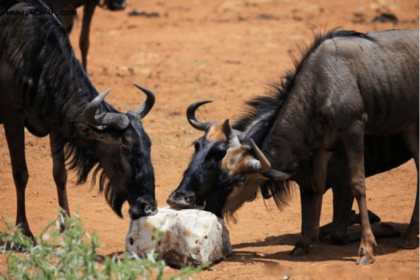 你们见过牛吃蛇吗?澳洲母牛开始吃蛇,科学家给人类敲响警钟