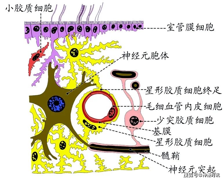 (二)周围神经系统的胶质细胞1.