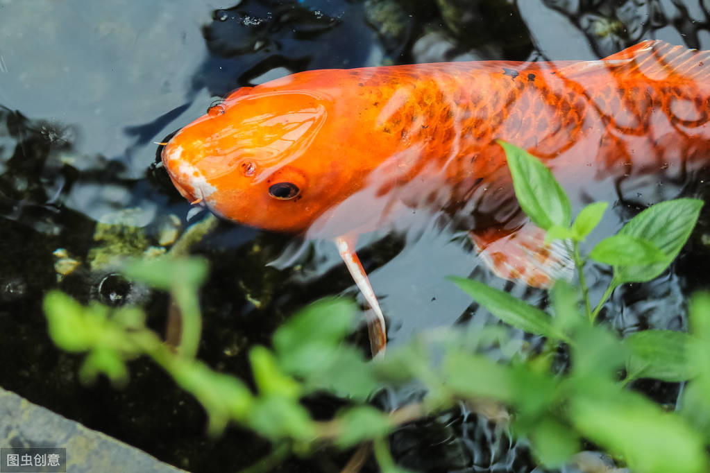 梦回小池塘，大鱼搏斗中的焦虑与自我探索