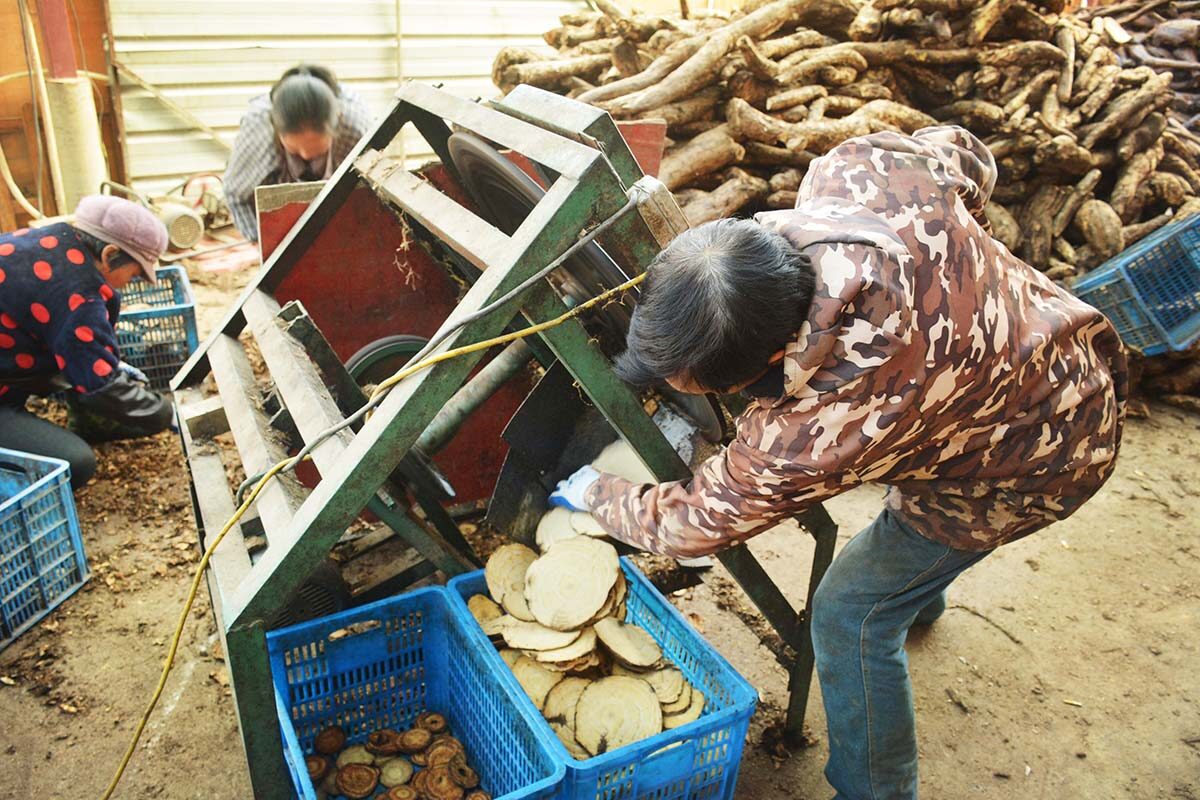 广东大量收购葛根图片