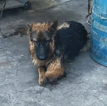 狗狗车祸后默默躲桶边,小心翼翼舔舐伤口的表情,让人看了心疼