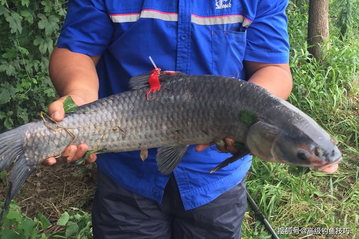 钓标鱼有哪些窍门?在黑坑钓标鱼的几个小窍门