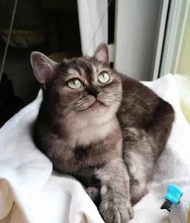 一只猫咪被抛弃的视频 96f7882b000b499794b2d028ef214a53.jpeg