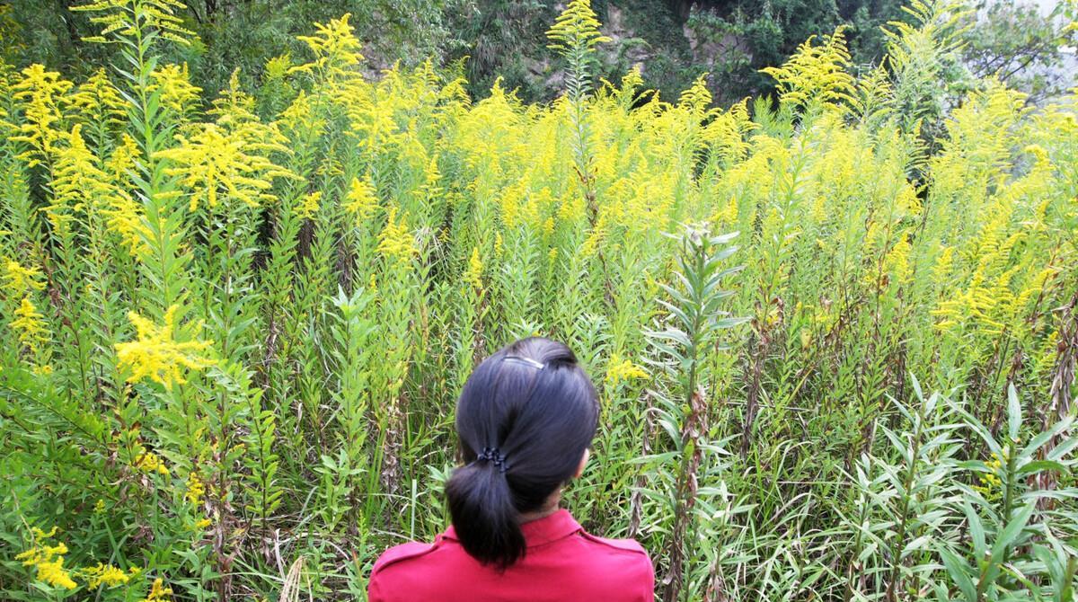 超10省发现加拿大一枝黄花！被全网通缉？能随手摘除吗？专家辟谣