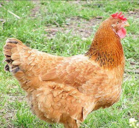 菜蔬|三黄鸡和麻鸡这是两种不同的鸡肉类型。