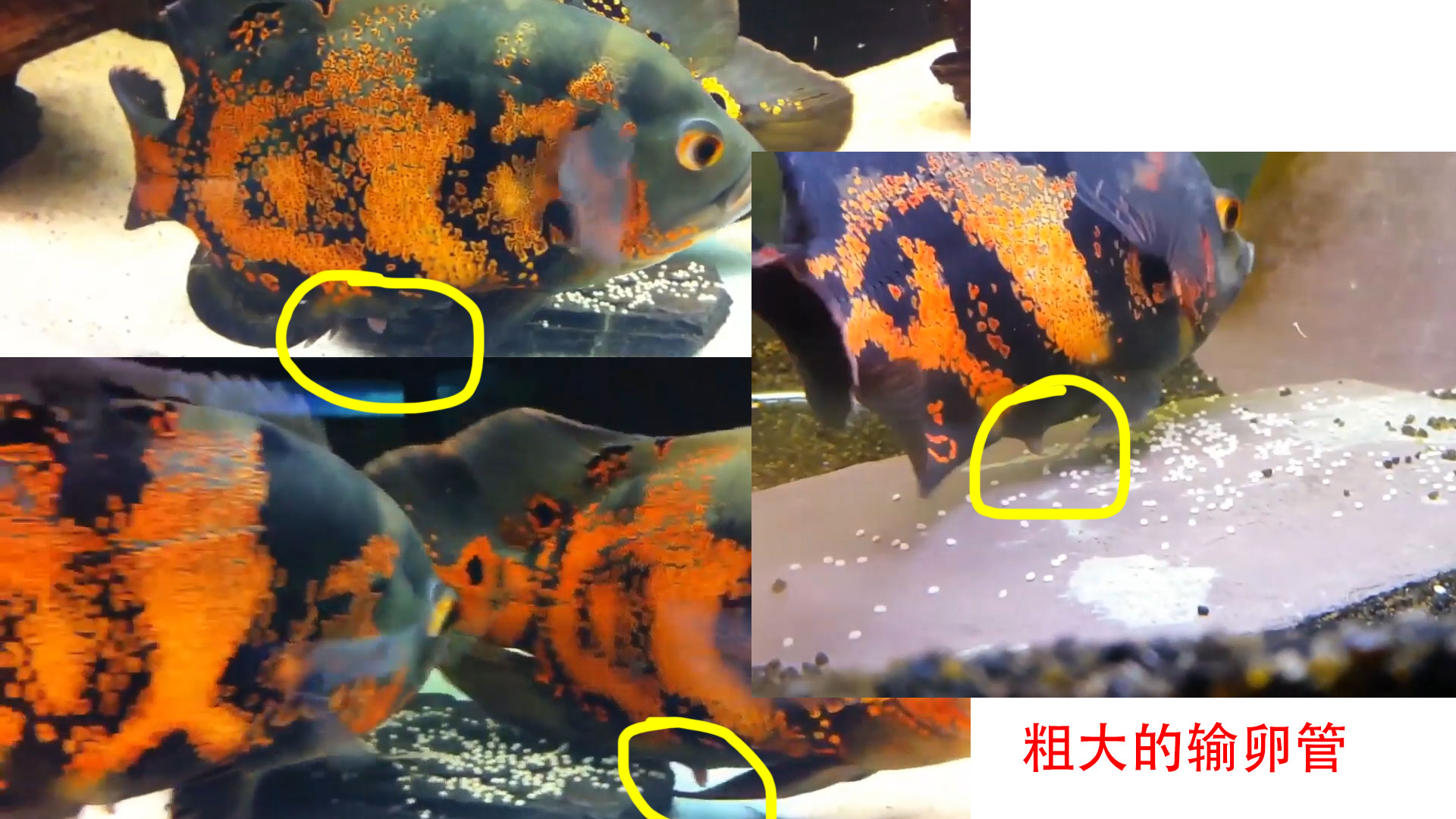 凤尾龙睛鱼怎么分公母图片