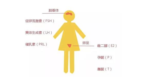 通过性激素六项可以看卵子质量吗