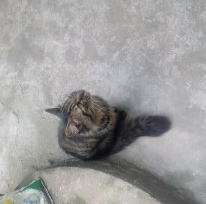 猫咪猫咪夜不归宿，第二天回来时主人气笑了，你还有脸回来