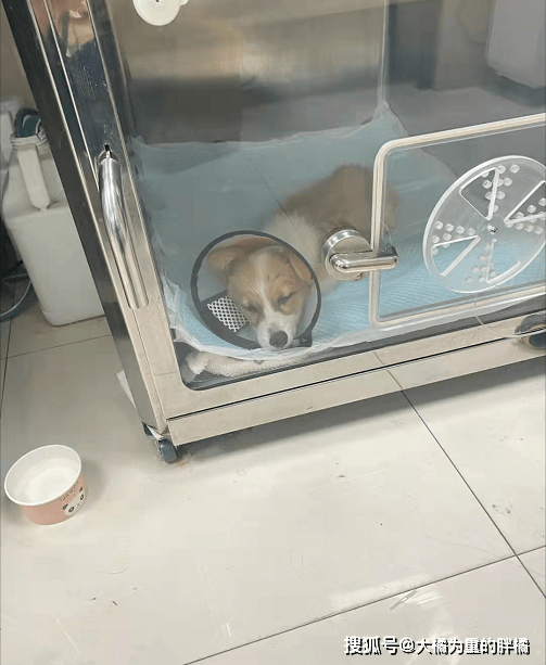 治疗黑心商家遗弃患病小柯基，幸被女孩极力搭救，主人一直被蒙在鼓里