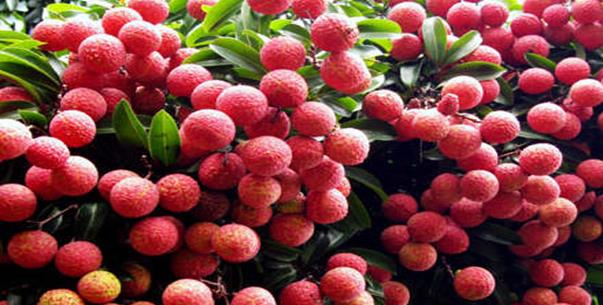 樱桃干糖尿病人能吃吗 7700267ed81f4dec9820dcaa77022693.jpeg