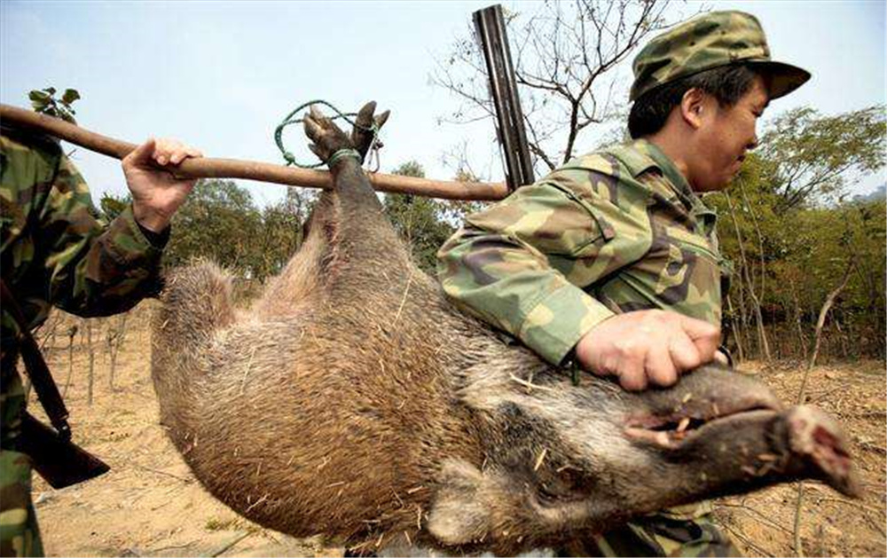 原创野猪成灾又禁止捕猎人类如何与二师兄和谐相处