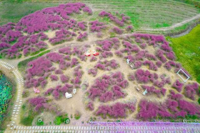 休闲地|淮北双楼花海你知道吗，和高岳现代示范区在一起，好大一片好漂亮