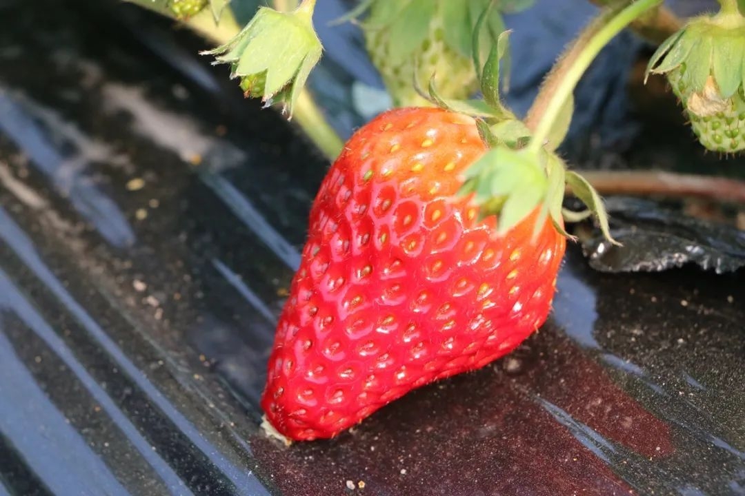 本地头茬草莓少量上市 今年新增申怡 申馨两个品种 灯塔村 气温 种植