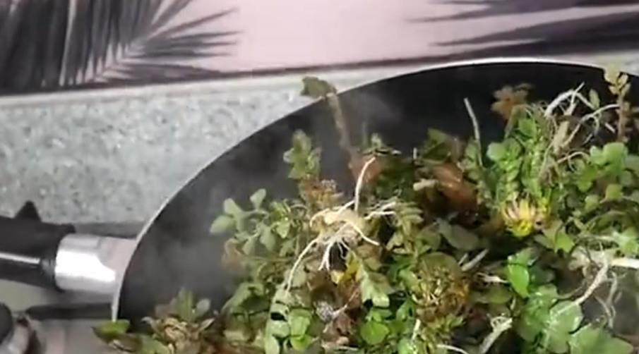 三叉草的功效与作用图片 f5fe86bf1eed4d09ad64e96fa9fe32ad.jpeg