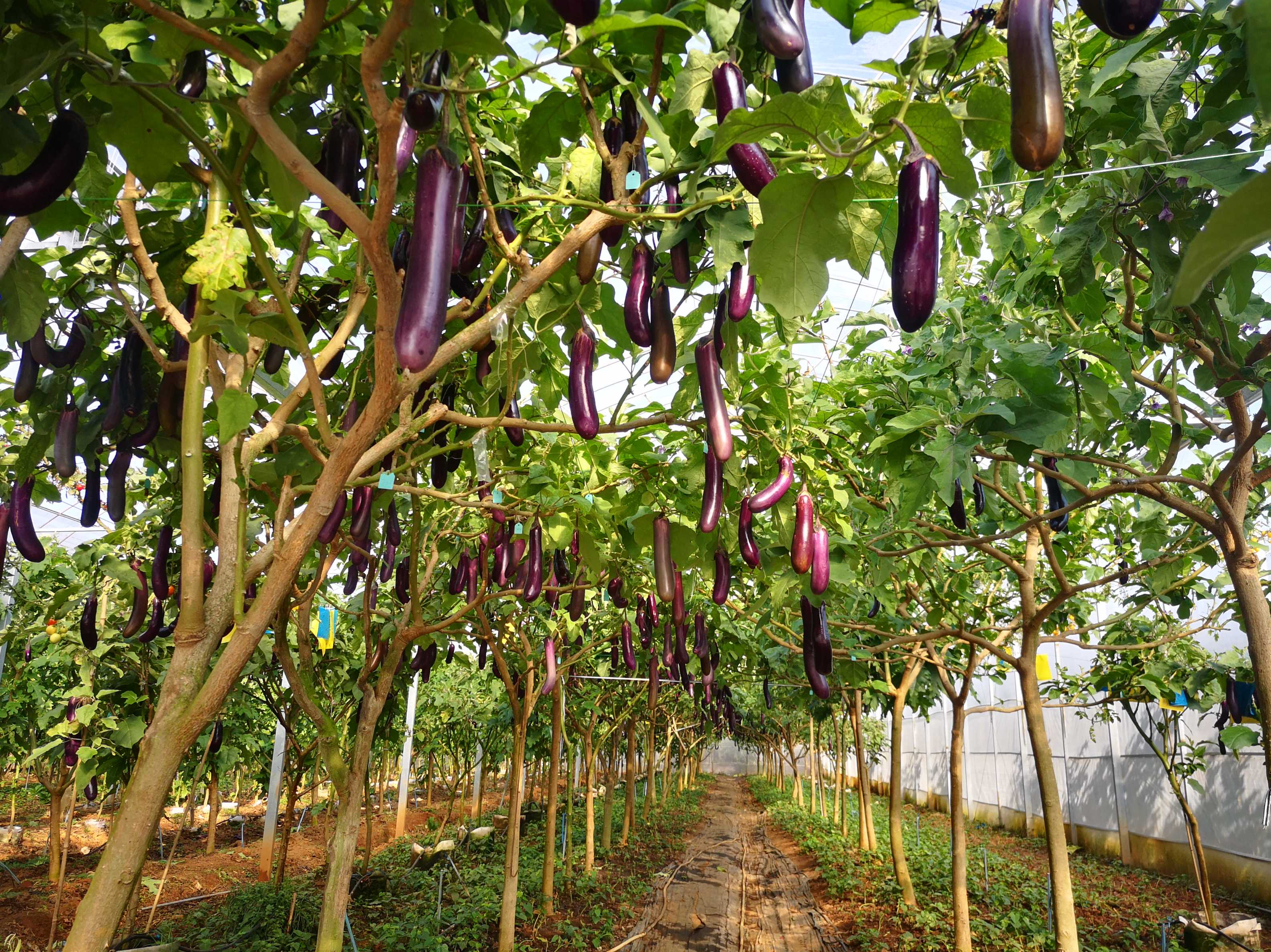 乡香茄生态农业新物种超级山茄树助力农业新科技