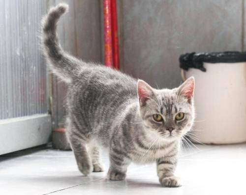 这7种猫成为流浪猫,基本上很难生存,养了就不要抛弃它! 这7种猫成为流浪猫,基本上很难生存,养了就不要抛弃它!