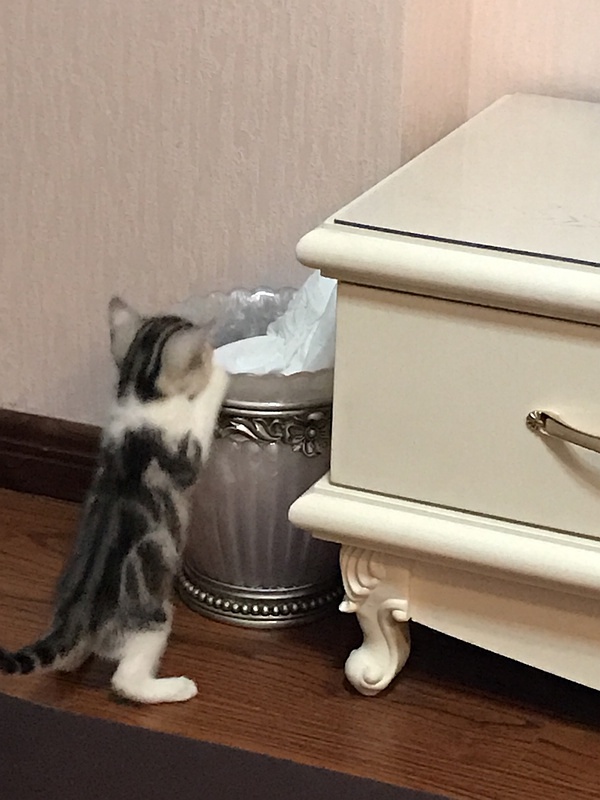 原创猫咪打翻垃圾桶是因为好奇心小心你家猫有异食癖