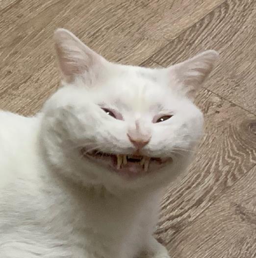 猫咪一直叫但是不移动 e27fda906dcc4d079d5b742ebb021ad1.jpeg